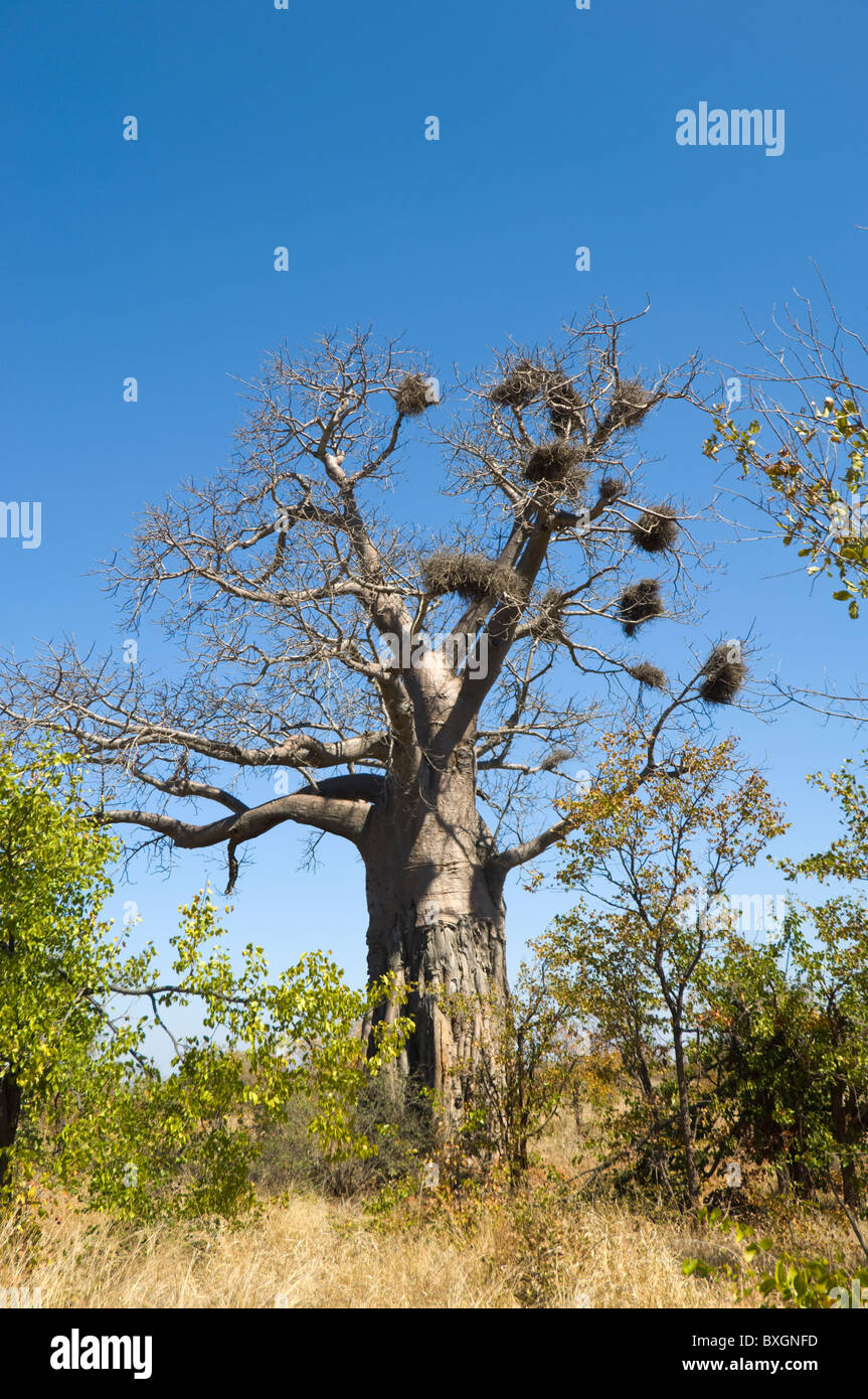 Baobab mit Weber Nester Kruger Nationalpark in Südafrika Stockfoto