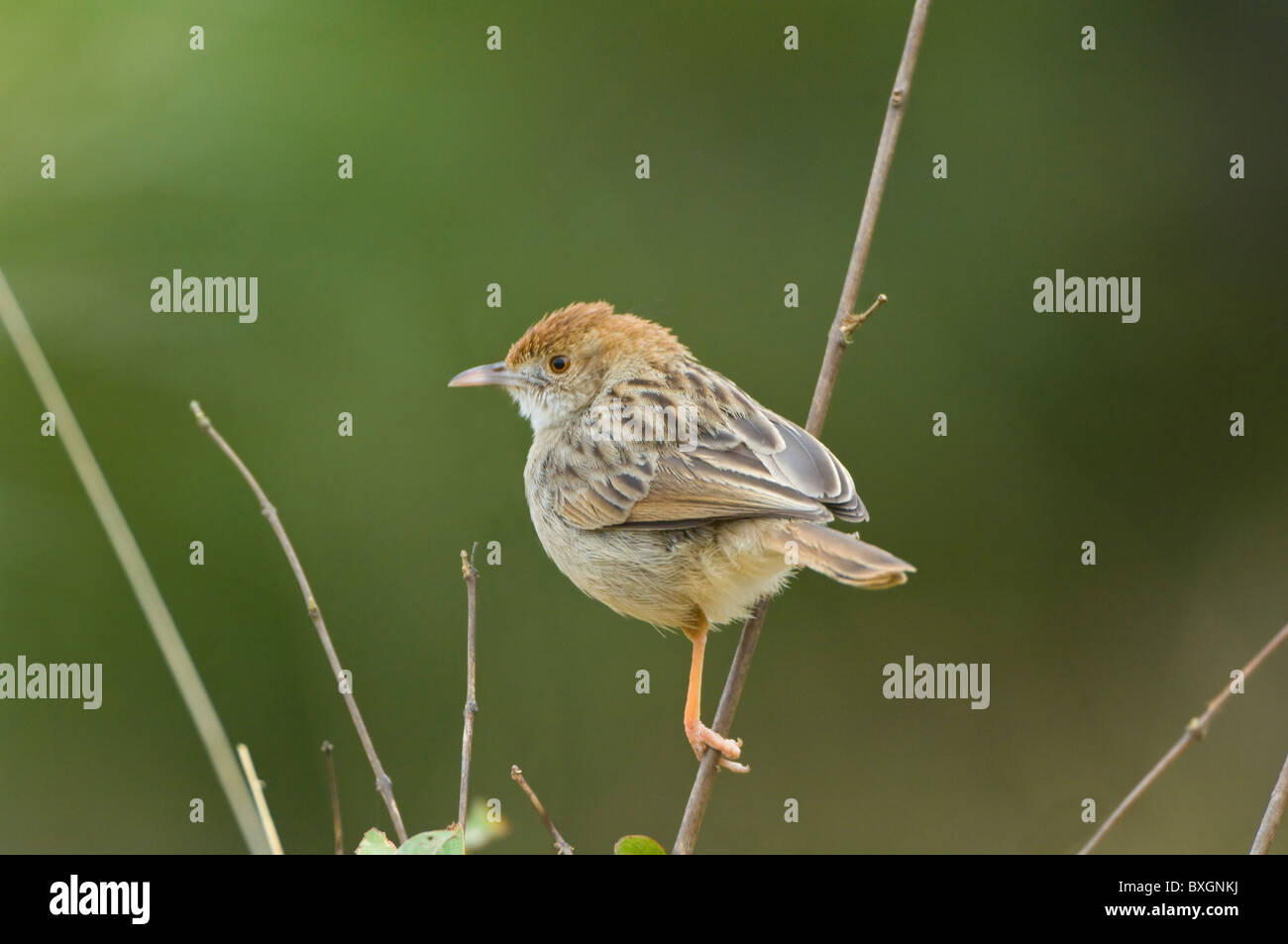 Rufous-Winged Cisticola Cisticola Galactotes Krüger Nationalpark in Südafrika Stockfoto