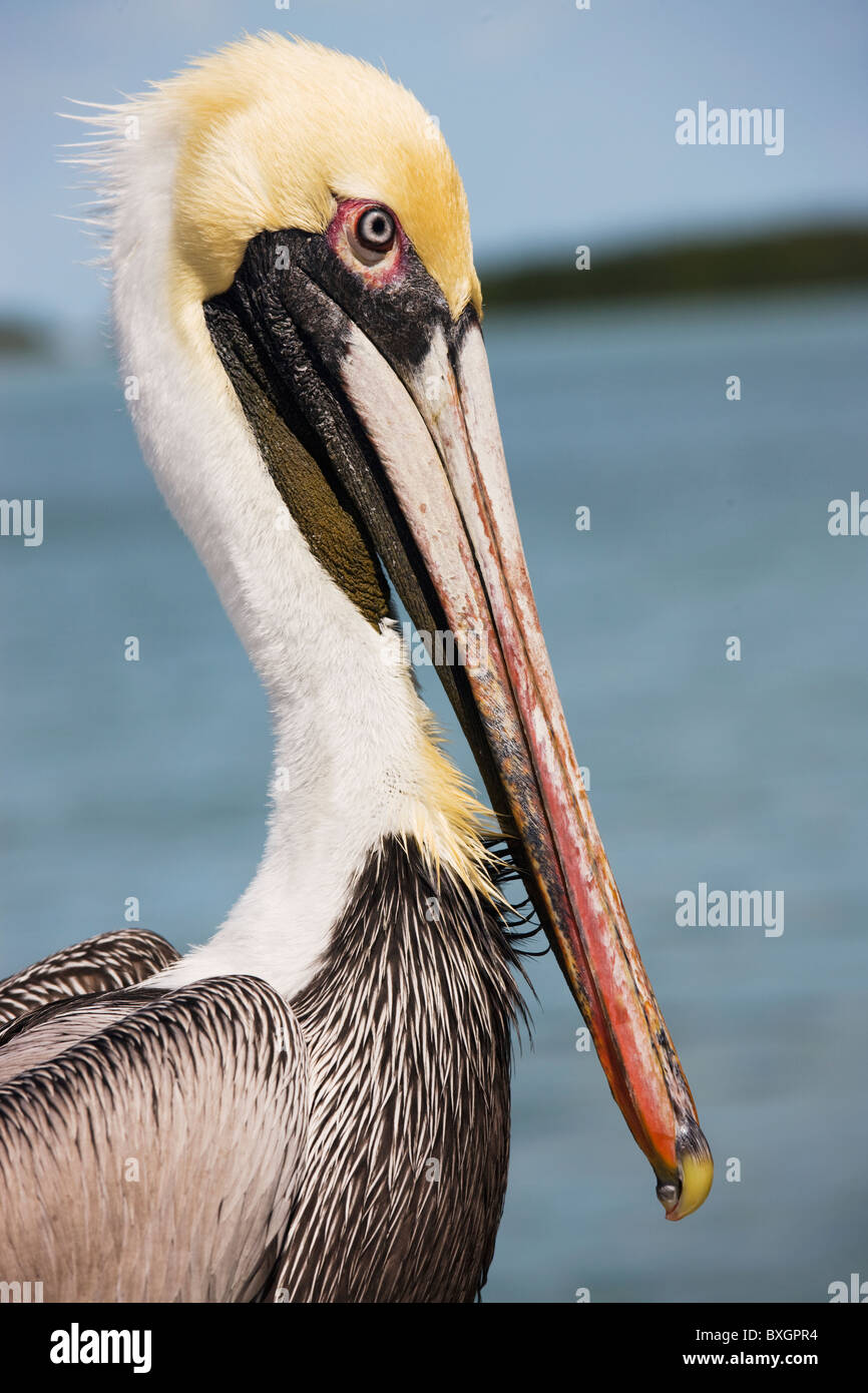 Brauner Pelikan, Islamorada, Florida Keys, USA Stockfoto