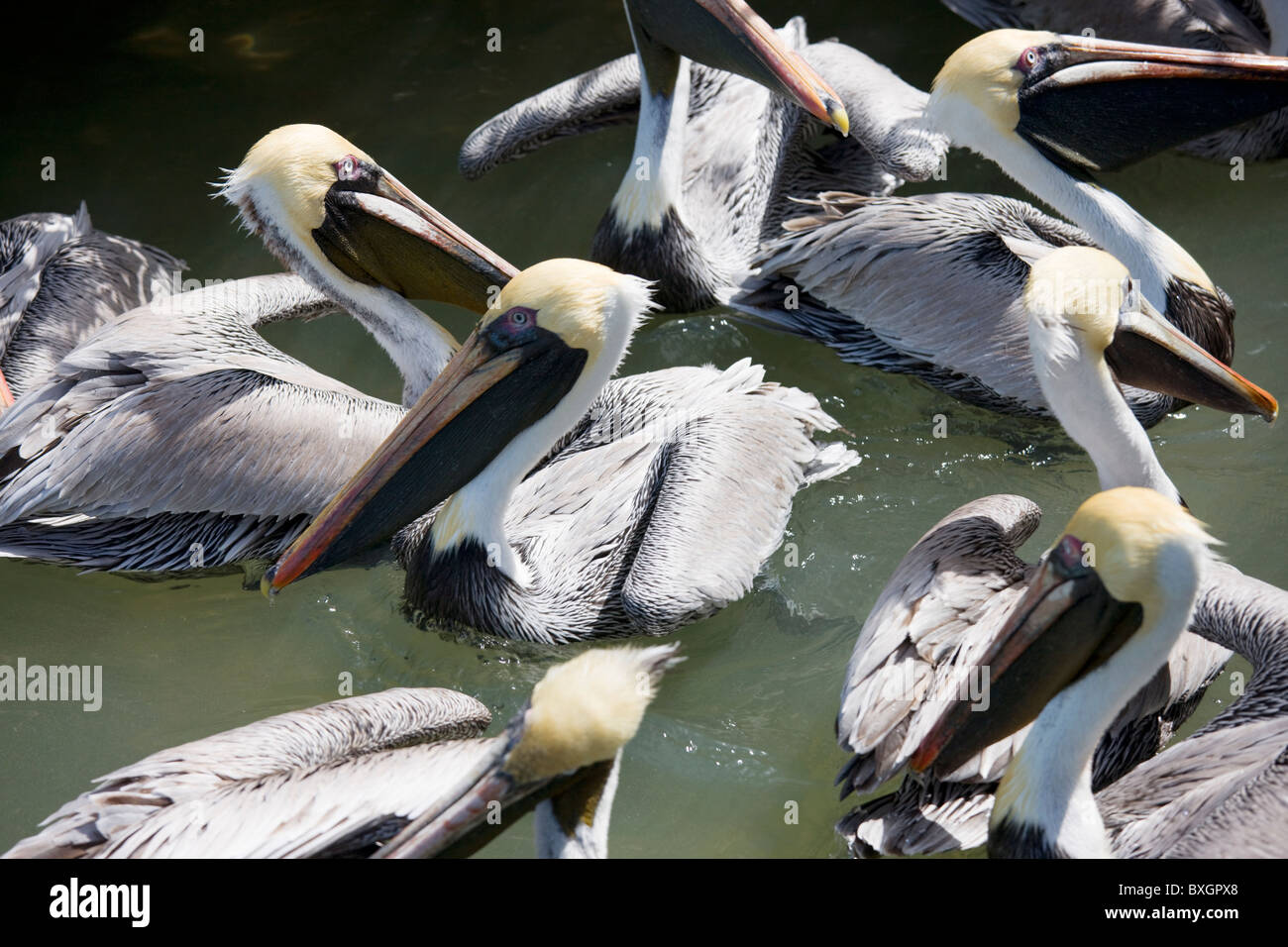 Braune Pelikane im Meer, Islamorada, Florida Keys, USA Stockfoto