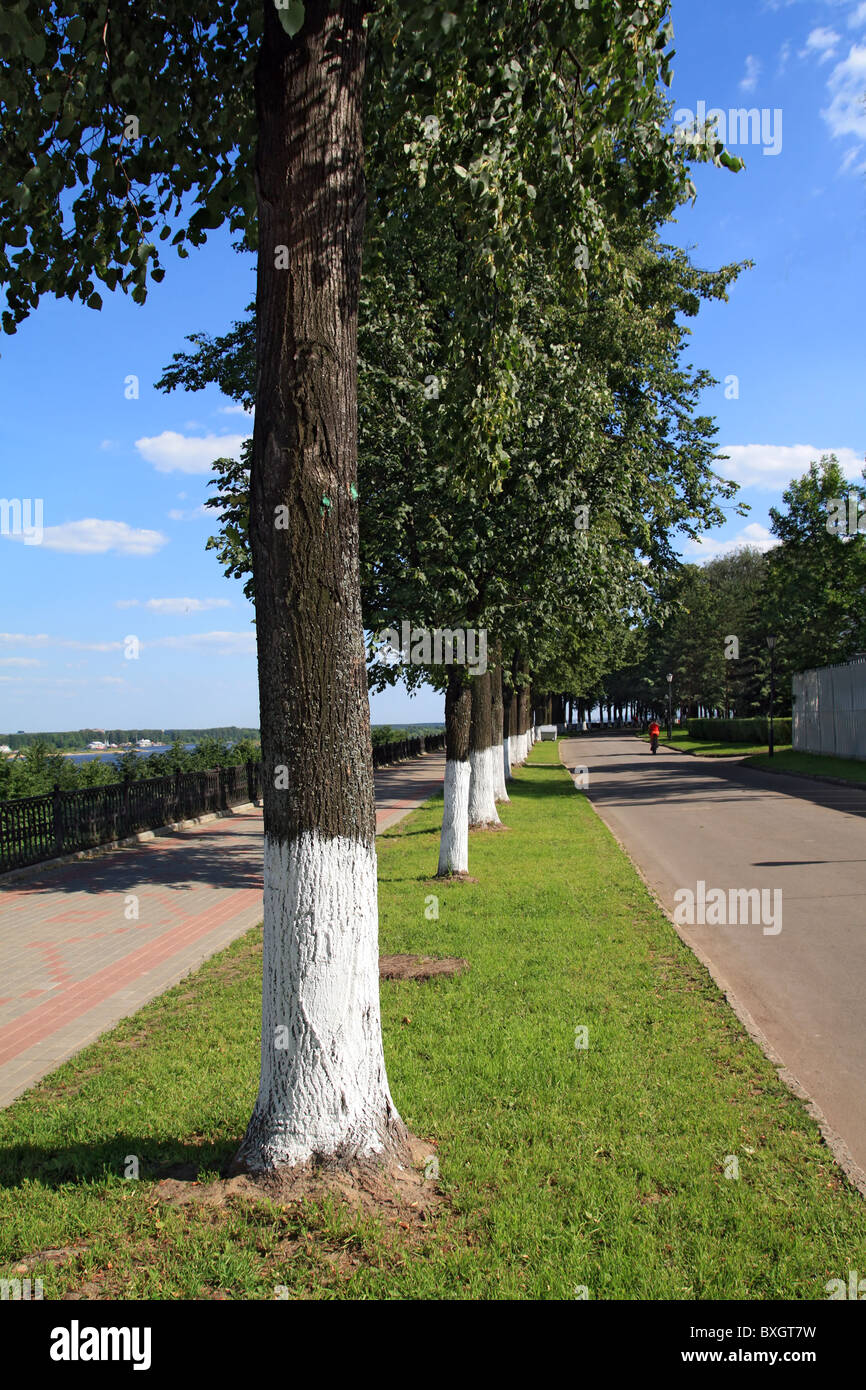 Baum im park Stockfoto