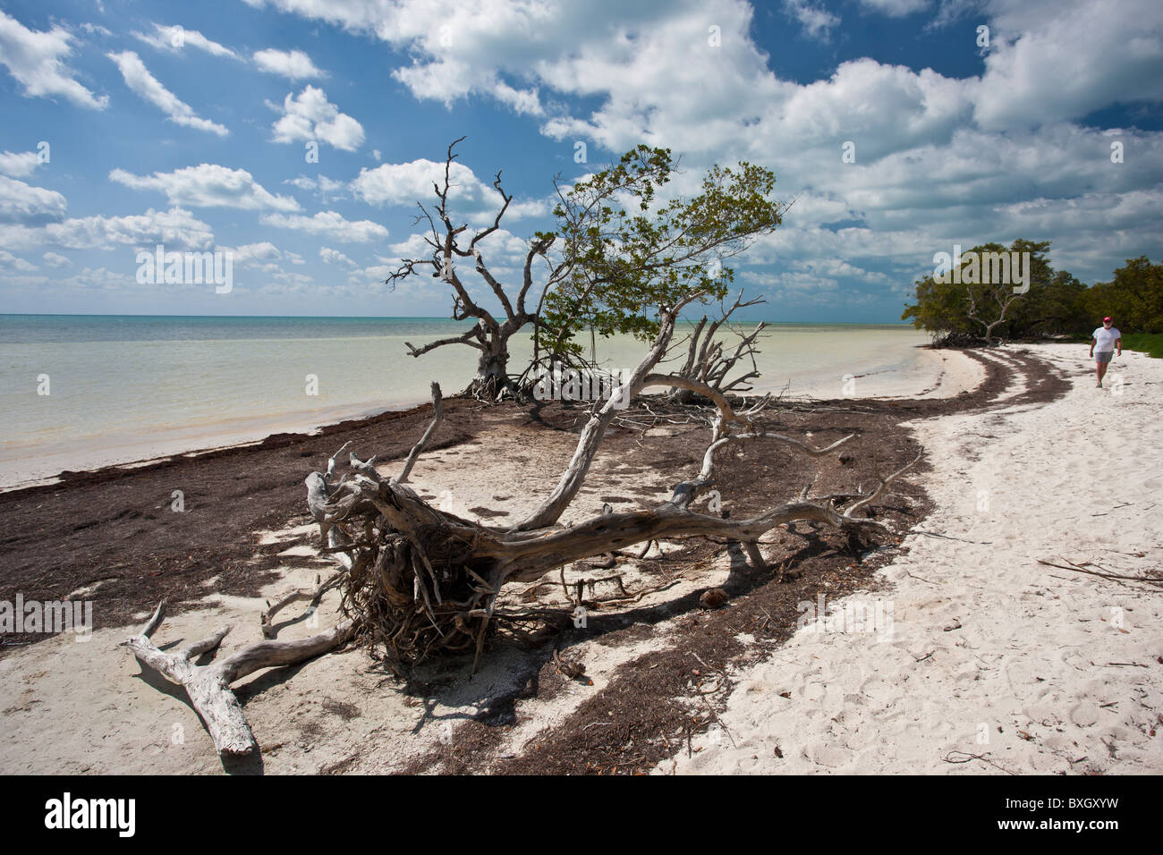 Mann, ein Spaziergang entlang der weißen Sandstrand von umgestürzten Baum, Islamorada, Florida Keys, Vereinigte Staaten von Amerika Stockfoto