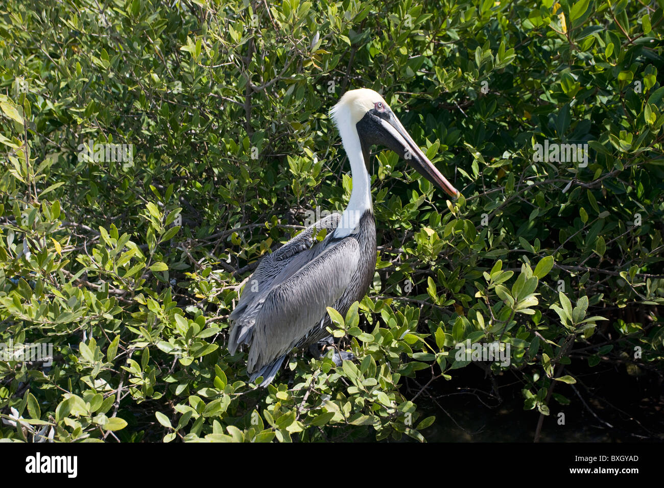 Brauner Pelikan im Baum Zweige, Islamorada, Florida Keys, USA Stockfoto