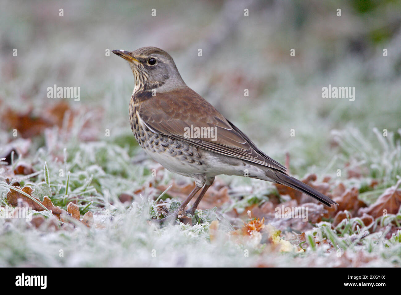 Wacholderdrossel auf gefrorenen Rasen Stockfoto