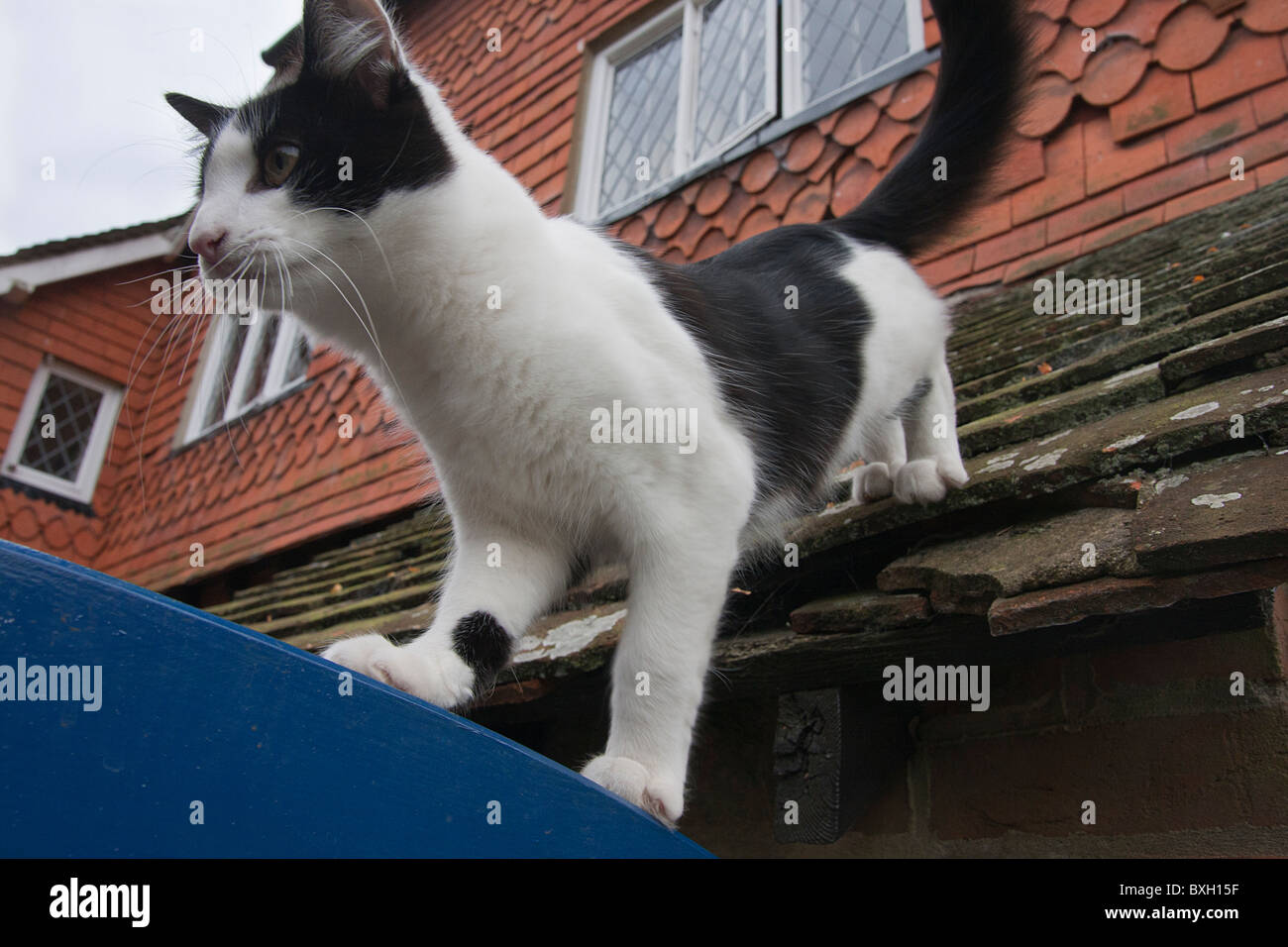 Kätzchen auf Dach Stockfoto
