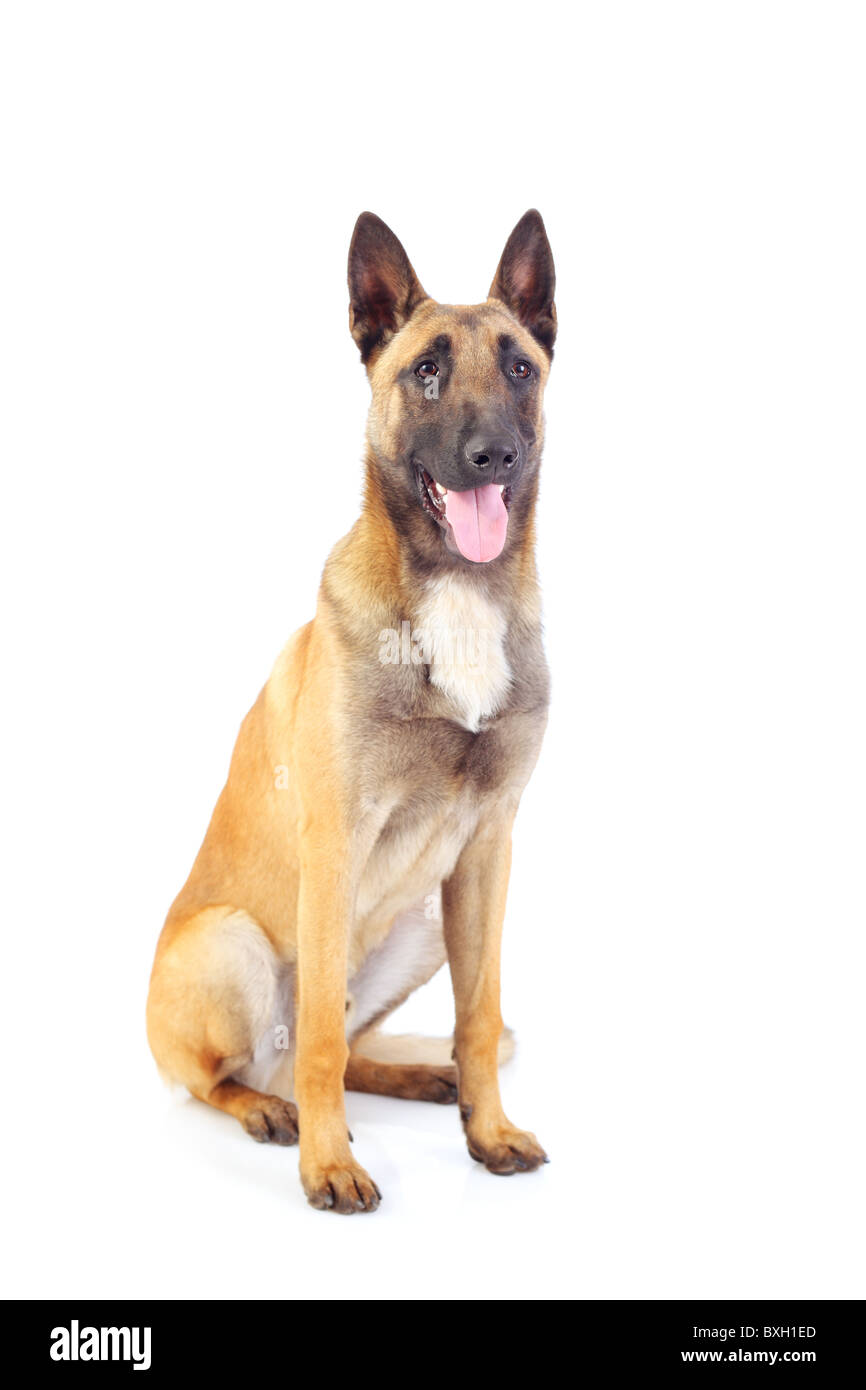 Belgischer Schäferhund isoliert auf weißem Hintergrund Stockfoto