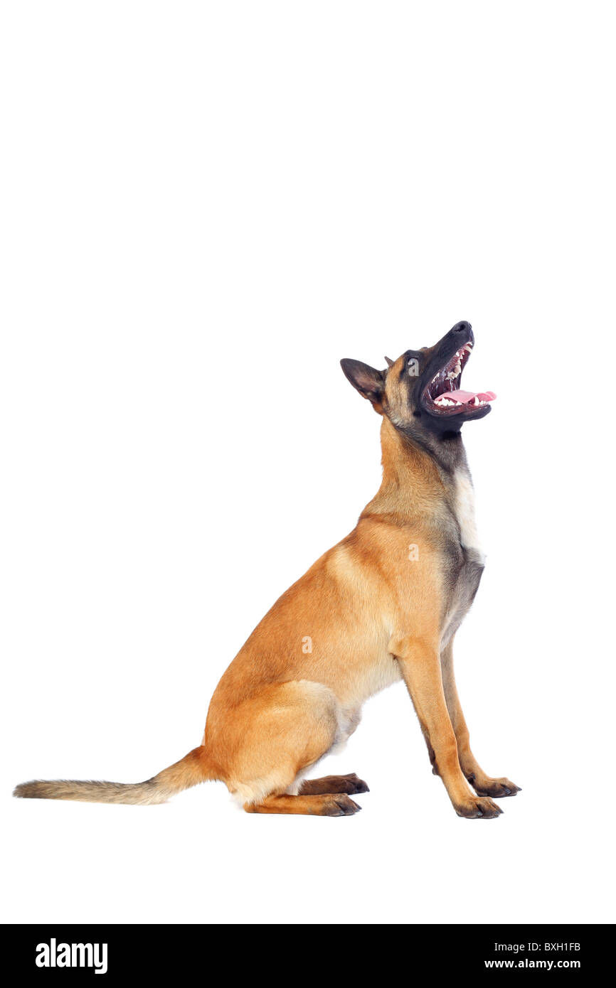 Belgischer Schäferhund isoliert auf weißem Hintergrund Stockfoto
