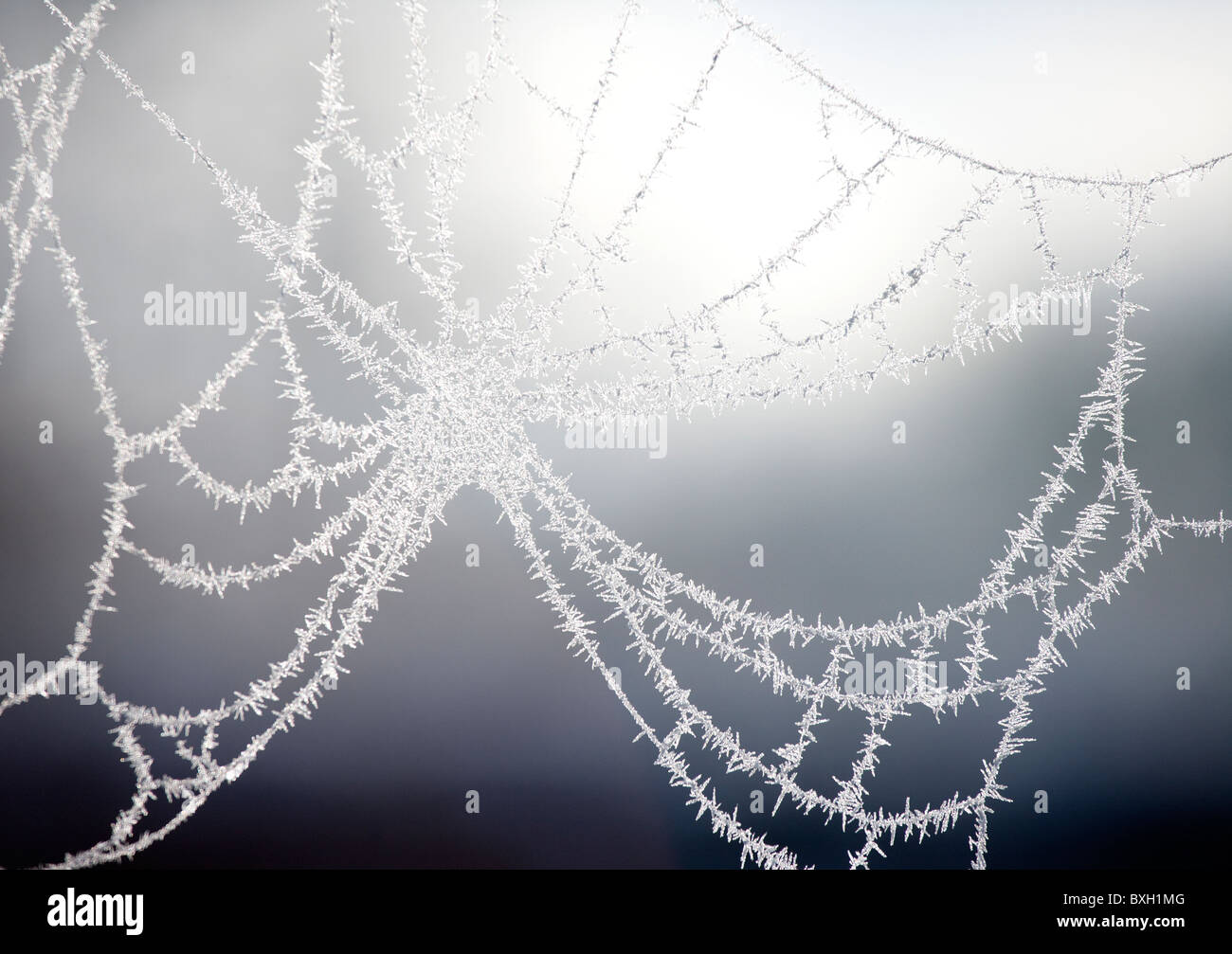 Mattierte Spider web Stockfoto