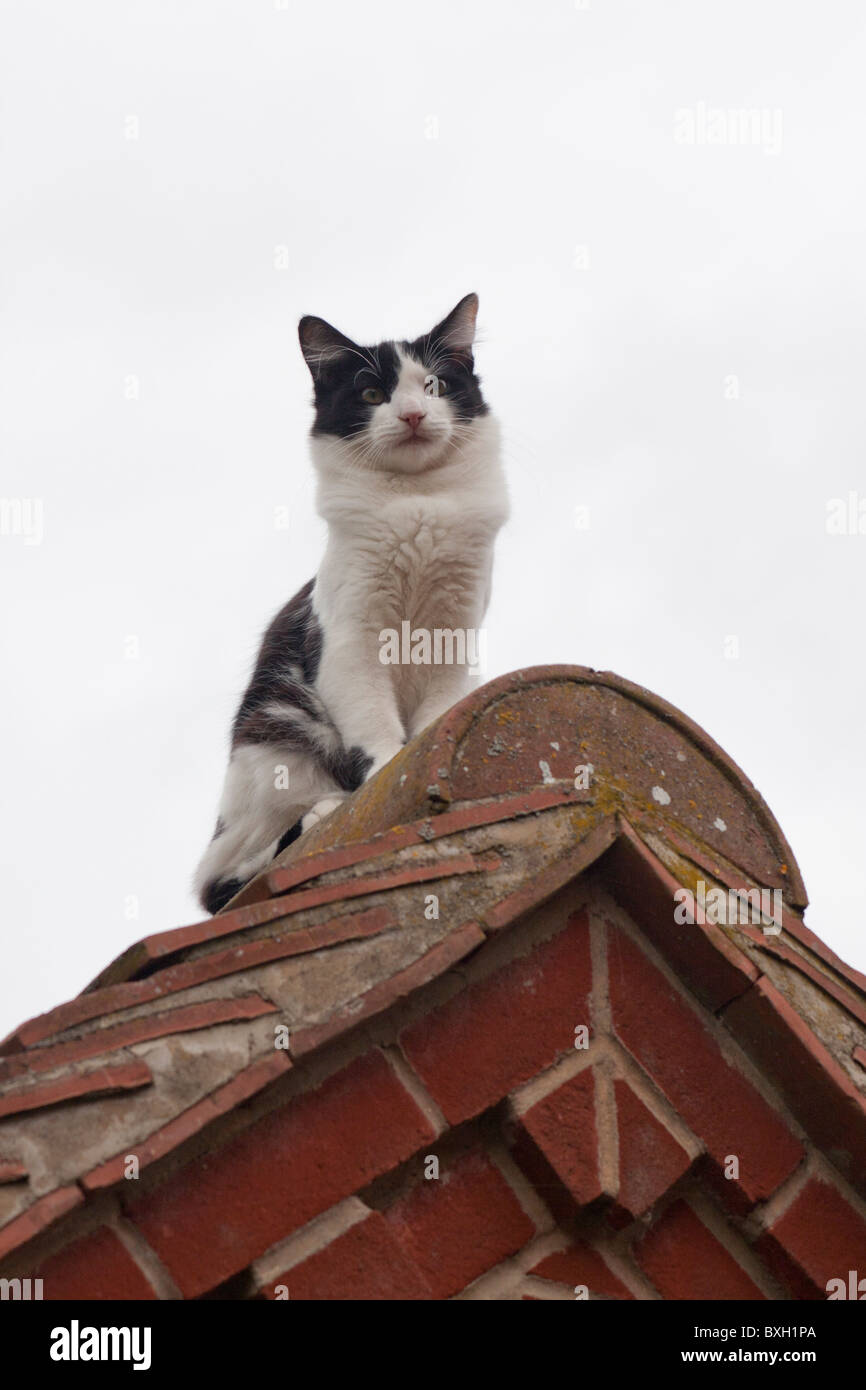 Kätzchen auf Dach Stockfoto