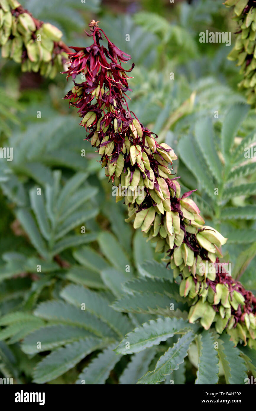 Honig, Blume, große Melianthus, Melianthaceae. Western Cape, Südafrika. Auch bekannt als Giant Honig Blume. Berg Fynbos. Stockfoto