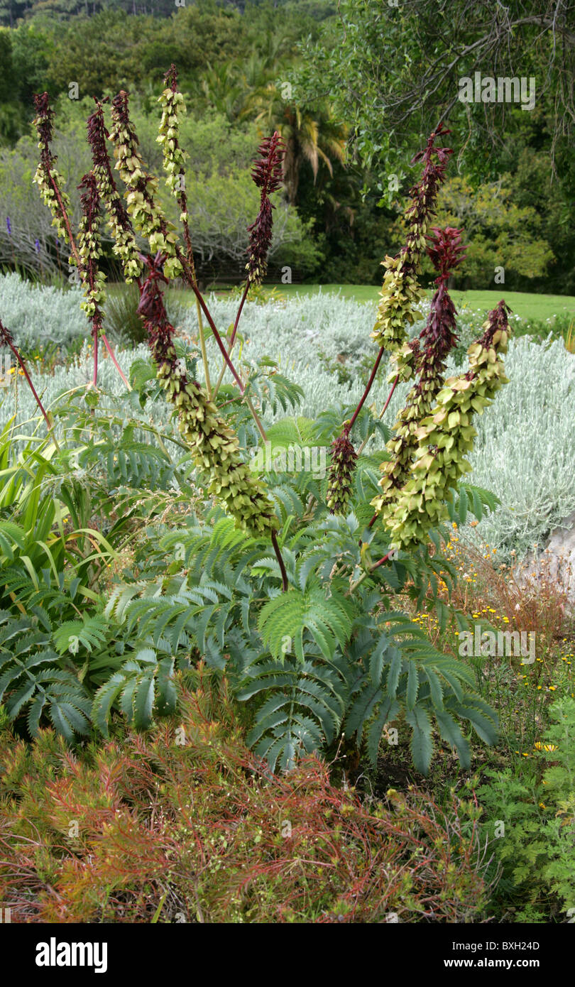 Honig, Blume, große Melianthus, Melianthaceae. Western Cape, Südafrika. Auch bekannt als Giant Honig Blume. Berg Fynbos. Stockfoto
