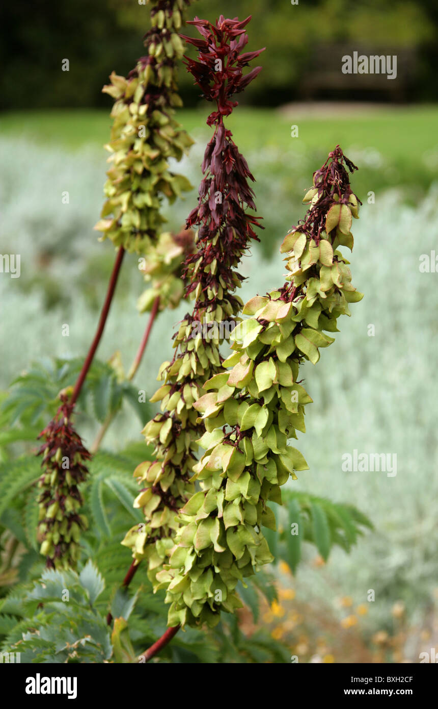 Honig, Blume, große Melianthus, Melianthaceae. Western Cape, Südafrika. Auch bekannt als Giant Honig Blume. Berg Fynbos. Stockfoto