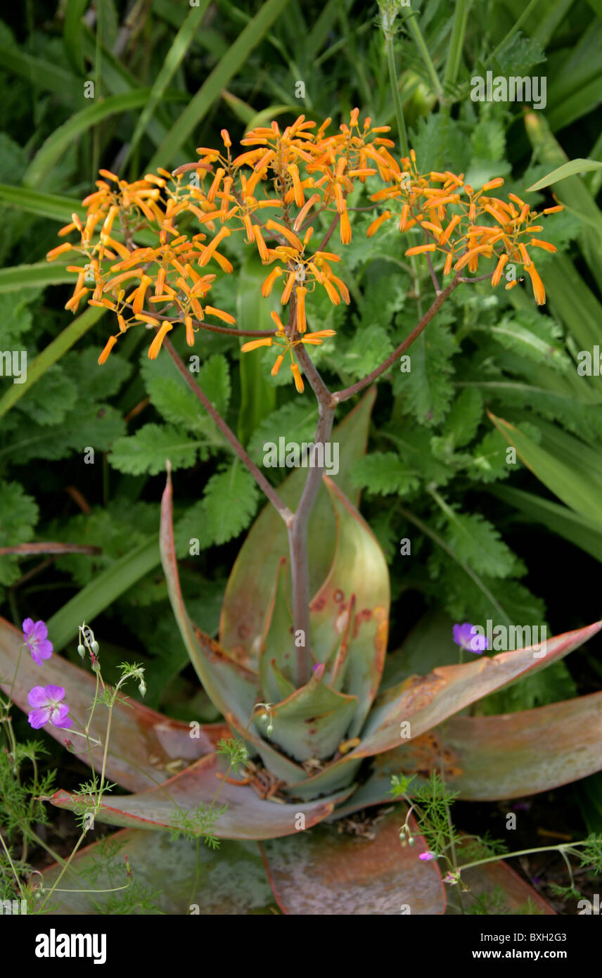 Korallen Aloe, Aloe Striata, Asphodelaceae. Western Cape, Südafrika. Sommerregen Karoo. Stockfoto