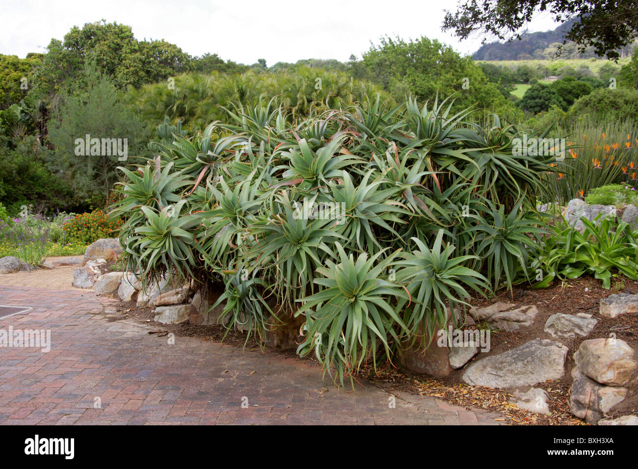 Eine Gruppe von Aloe-Pflanzen im Botanischen Garten Kirstenbosch, Western Cape, Südafrika. Stockfoto