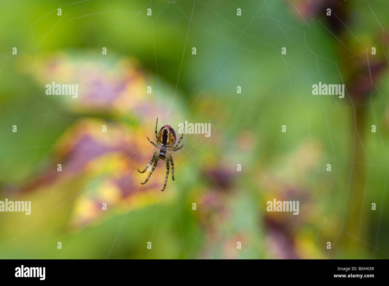 Spinne auf ihr Netz mit einer Multi-Coloured-Background Stockfoto