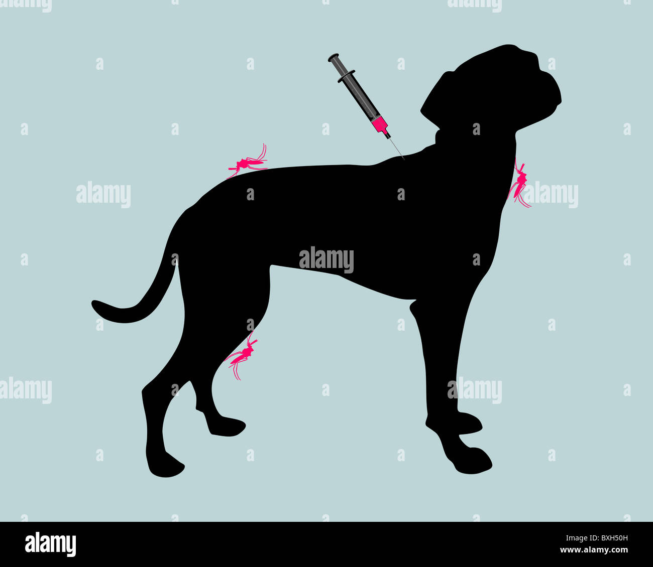 Hund bekommt eine Impfung gegen eine Krankheit von Mückenstichen  Stockfotografie - Alamy