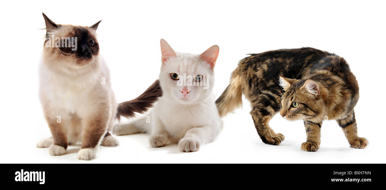 drei reinrassige Katzen bleiben auf einem weißen Hintergrund Stockfoto