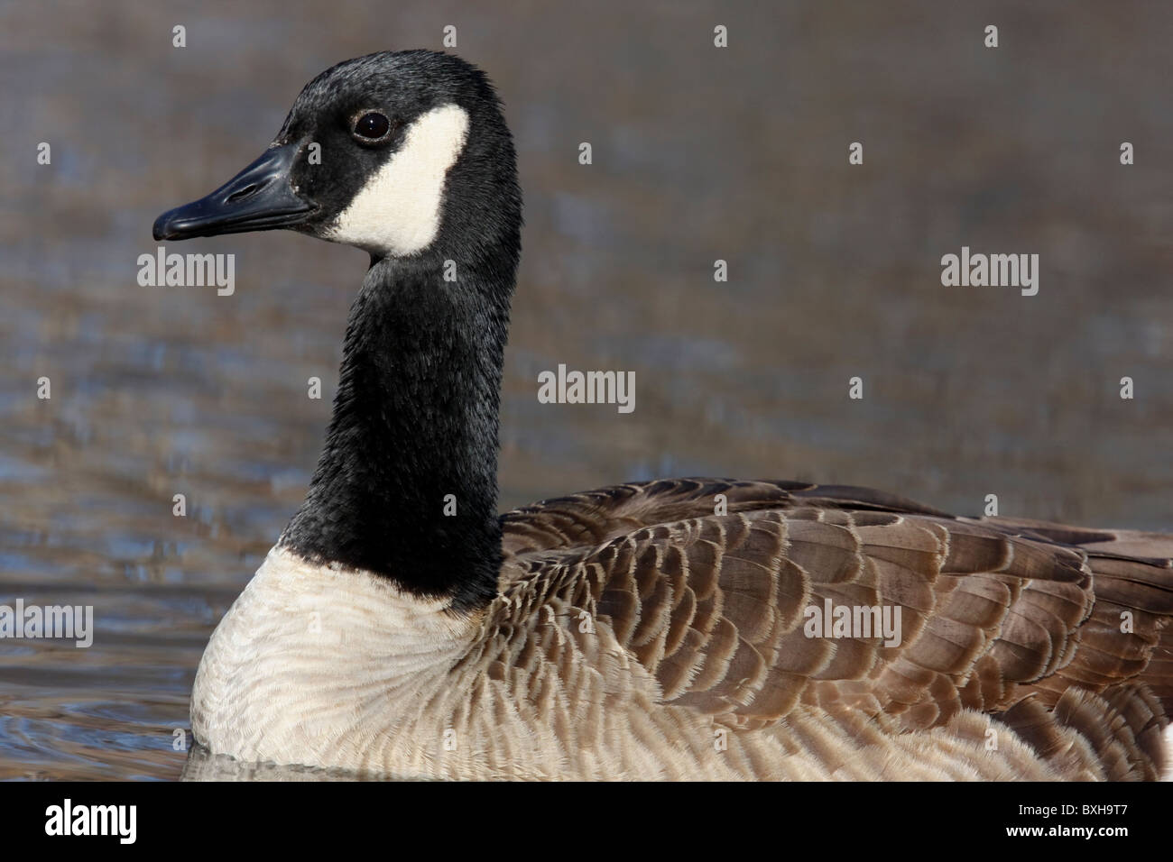 Kanada-Gans Stockfoto