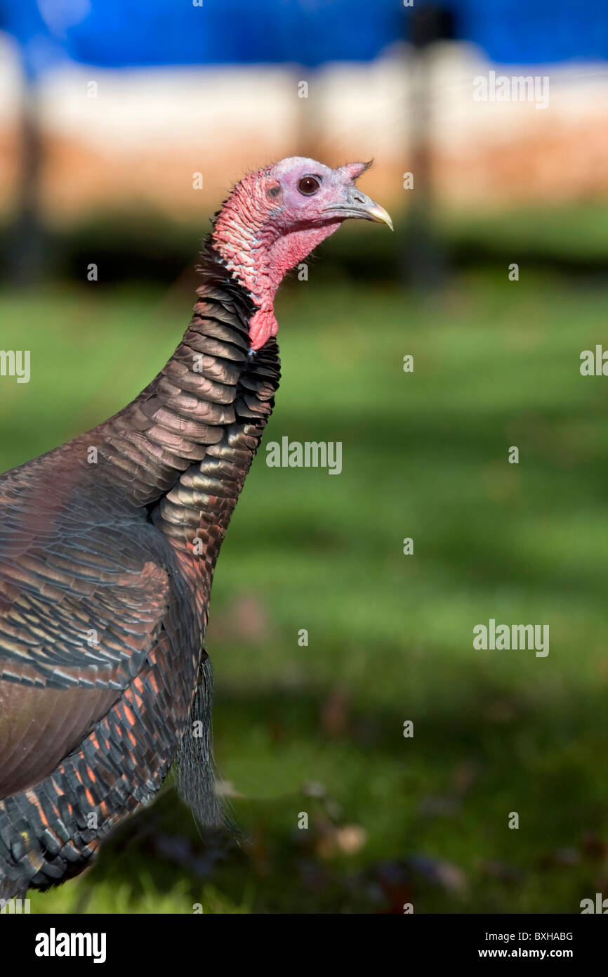 Osttürkei Wild Stockfoto
