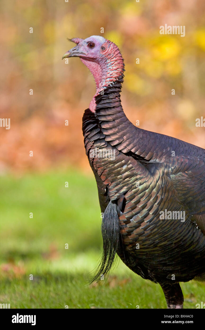 Osttürkei Wild Stockfoto