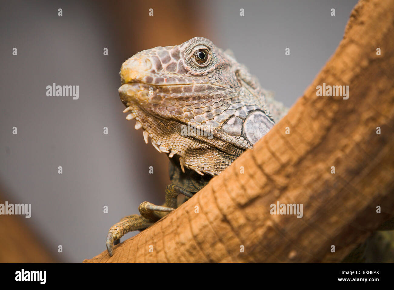 Stock Foto von gemeinsamen grünen Echse (Iguana Iguana) Stockfoto