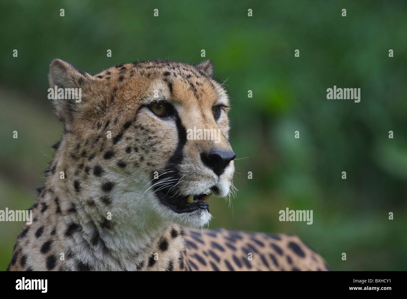 Afrikanischen Cheetah Stockfoto