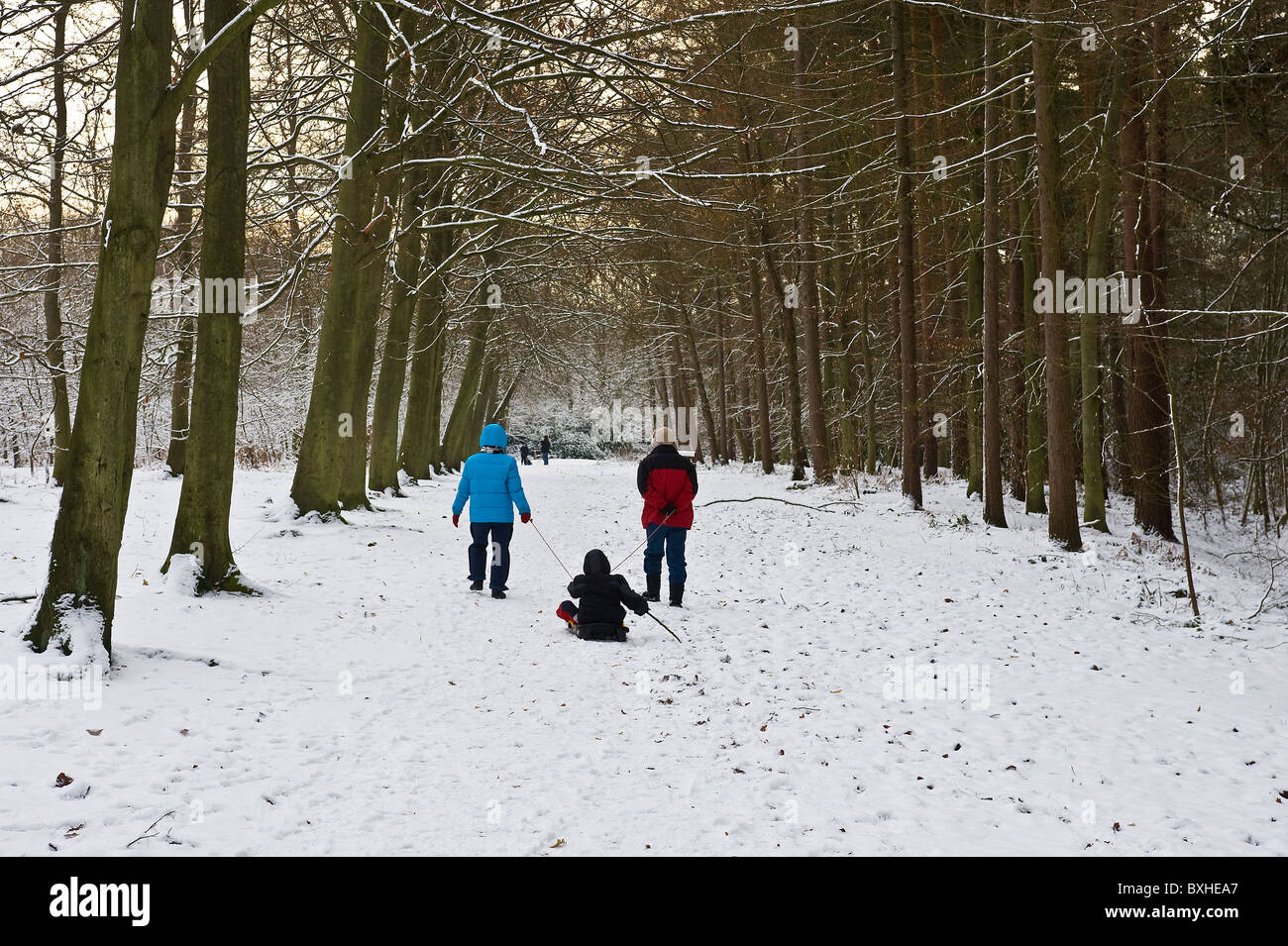 Zwei Leute ziehen ein kleines Kind auf eine Rodelbahn entlang eines Pfades im Schnee bedeckt Wald.  Foto von Gordon Scammell Stockfoto
