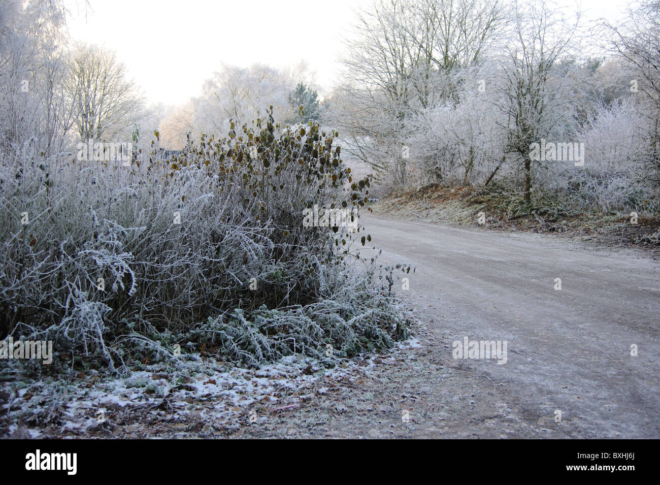 Frostigen Winter-Wunderland, Delamere Wald Stockfoto