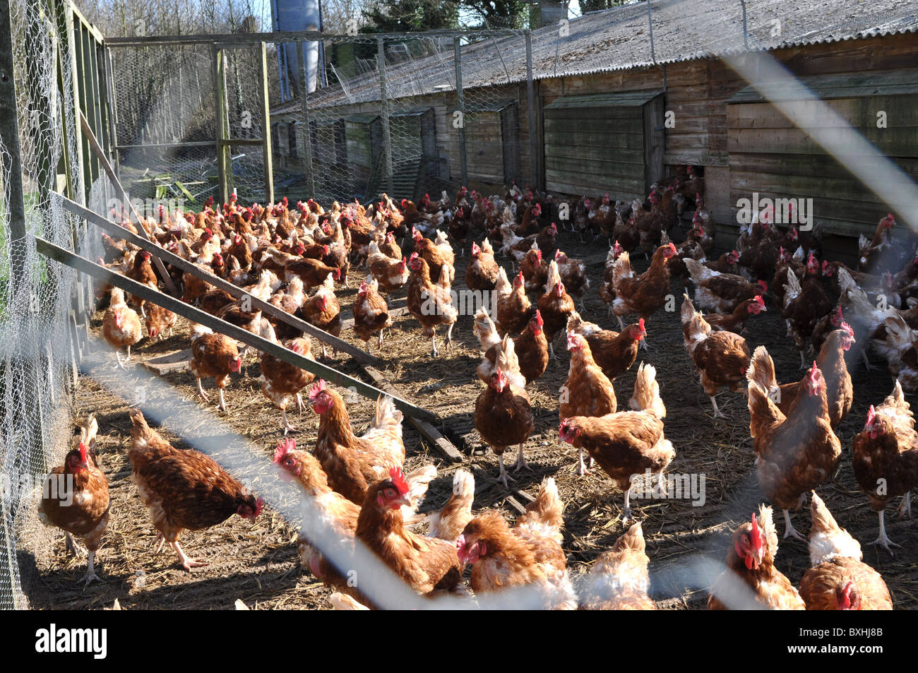 Intensive Hühnerzucht - Aufnahme außerhalb der coop Stockfoto