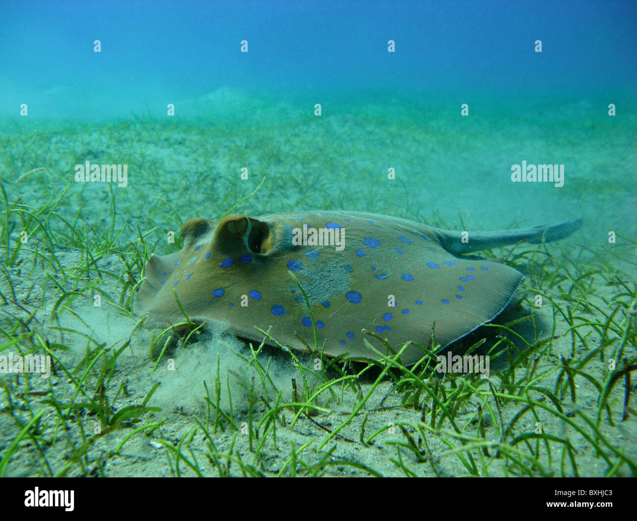 Bluespotted Stingray, Blaupunkt-Stechrochen, Taeniura Lymma, Marsa Alam, Abu Dabab, Ägypten, wild Stockfoto