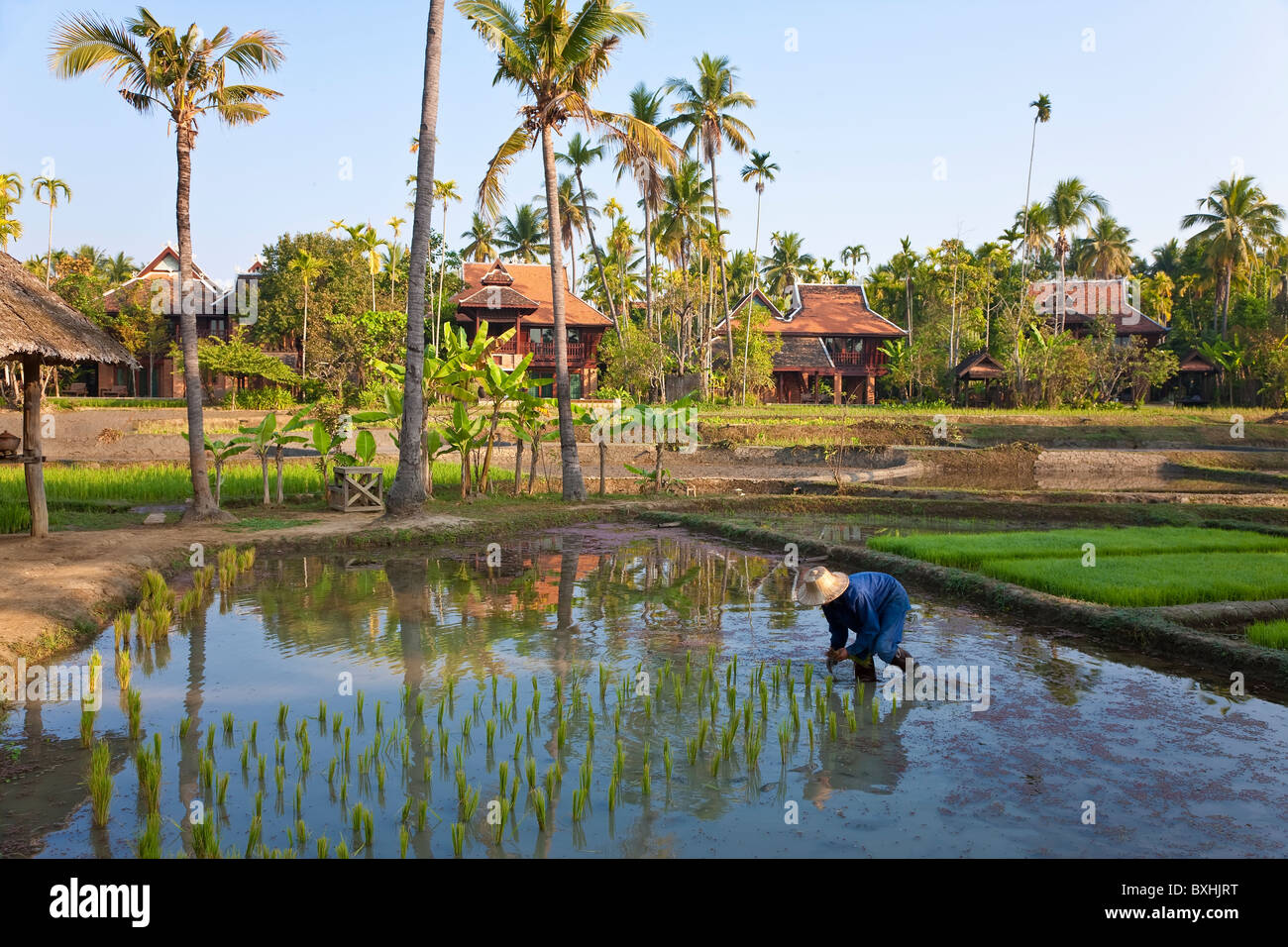 Reis Reisfelder nr Chiang Mai, Thailand Stockfoto