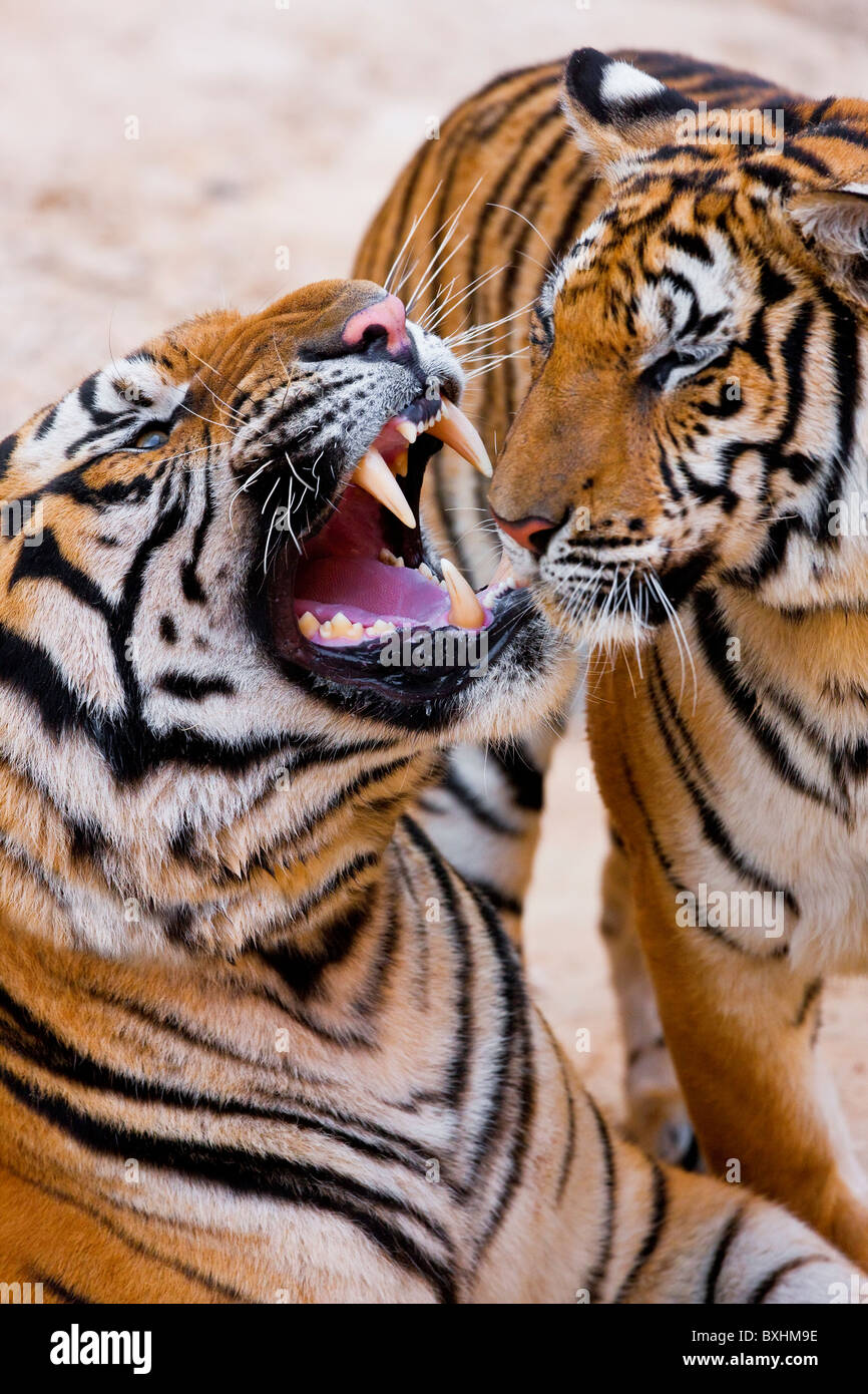 Indochinesische Tiger oder Corbetts Tiger (Panthera Tigris Corbetti), Thailand Stockfoto