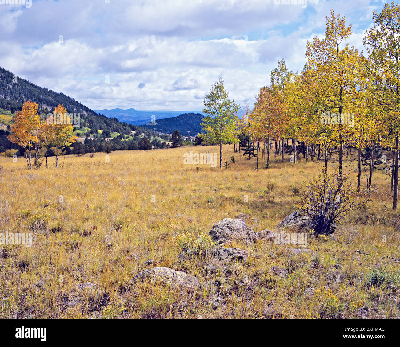 Herbstliche Wiese auf Wilkerson Pass, Hecht National Forest, Colorado, USA Stockfoto