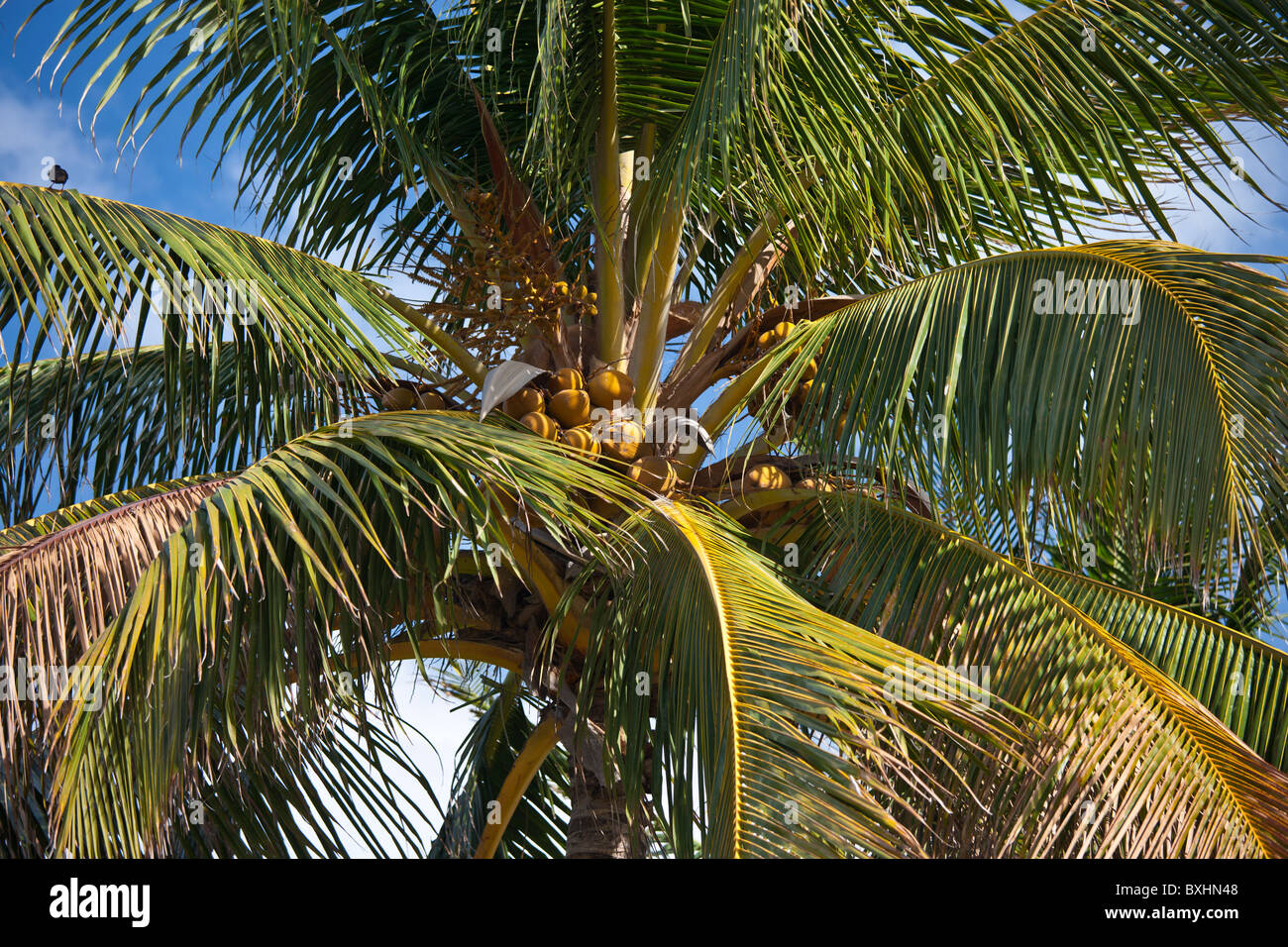 Royal Palm Kokospalme, Roystonea, mit Vogel auf Zweig in South Beach, Miami, Florida, Vereinigte Staaten von Amerika Stockfoto