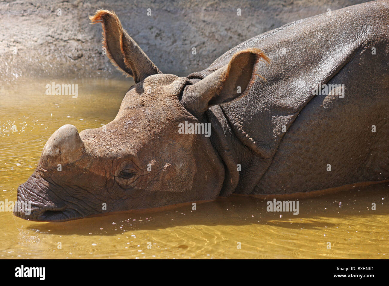 Größere Einhörner oder Indische Nashörner Stockfoto