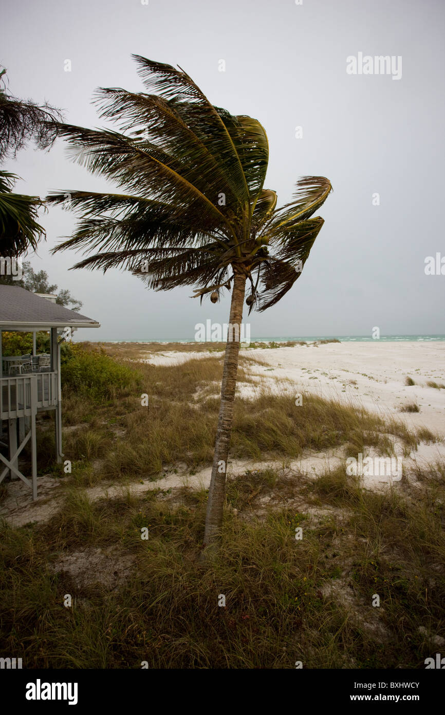 Kokospalme bei windigem Wetter an der Küste auf Anna Maria Island, Florida Stockfoto