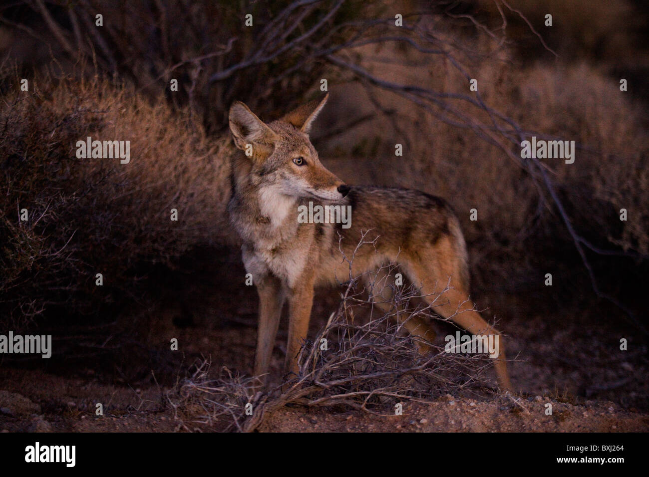 Nordamerikanische Kojote (Canis Latrans) - Kalifornien, USA Stockfoto