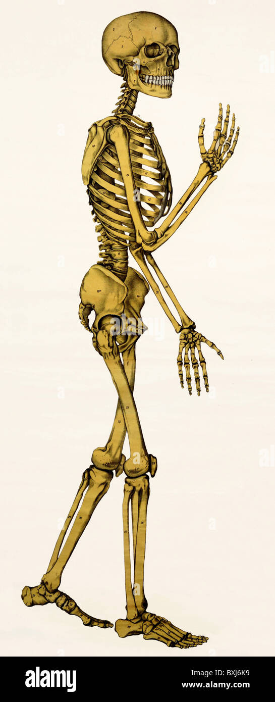 Medizin, Anatomie, menschliches Skelett, Deutschland, um 1910, Zusatz-Rights-Clearences-not available Stockfoto