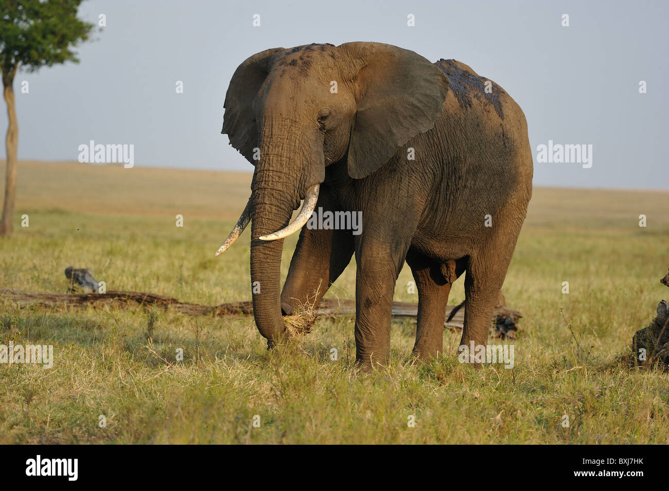 Afrikanischen Busch Elefant - Savanne Elefanten - Bush Elefant (Loxodonta Africana) große Männchen mit seinen Fuß zu mähen Stockfoto