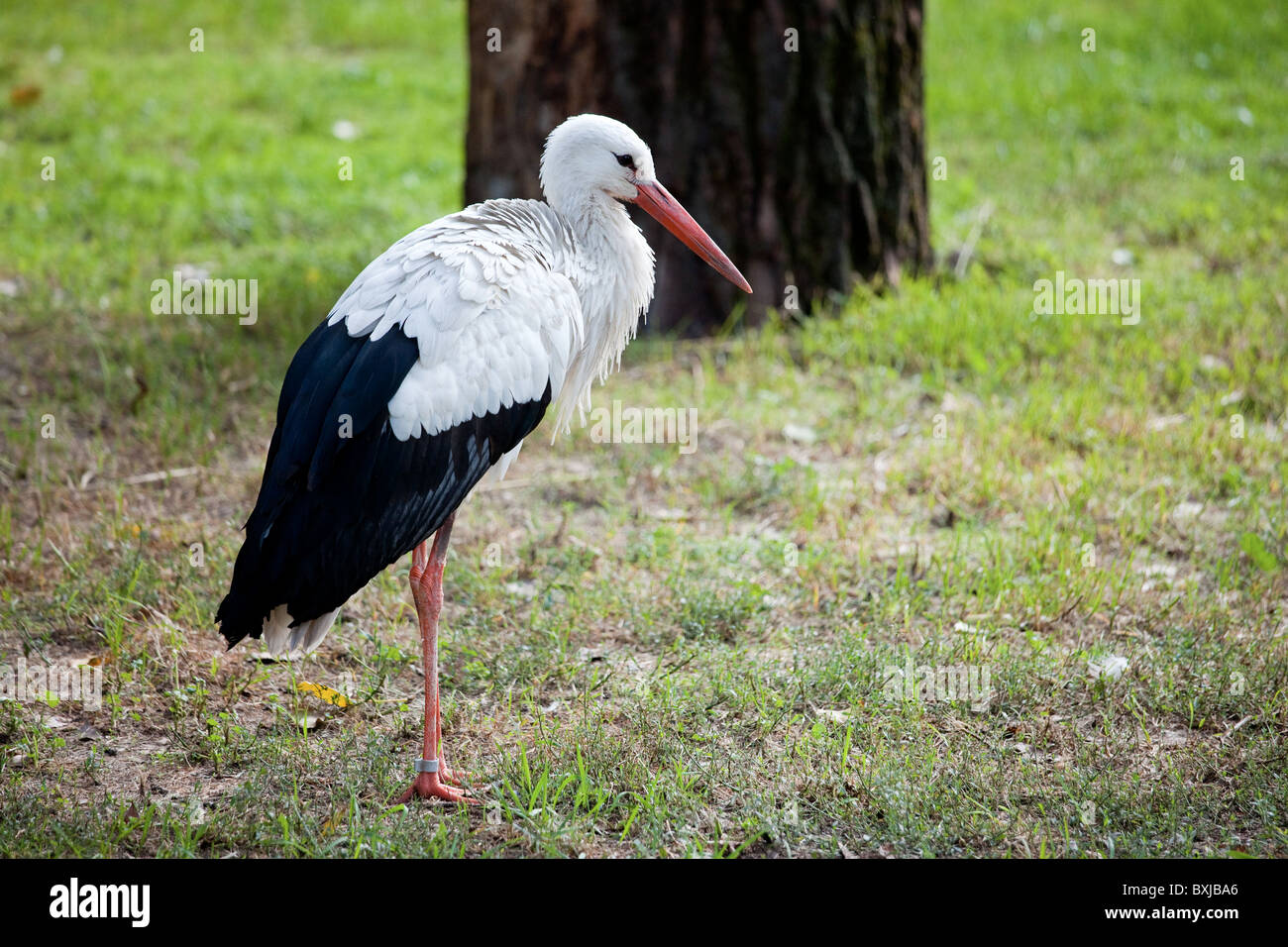 Weißstorch (Ciconia Ciconia) auf einer Wiese, geringe Schärfentiefe. Stockfoto