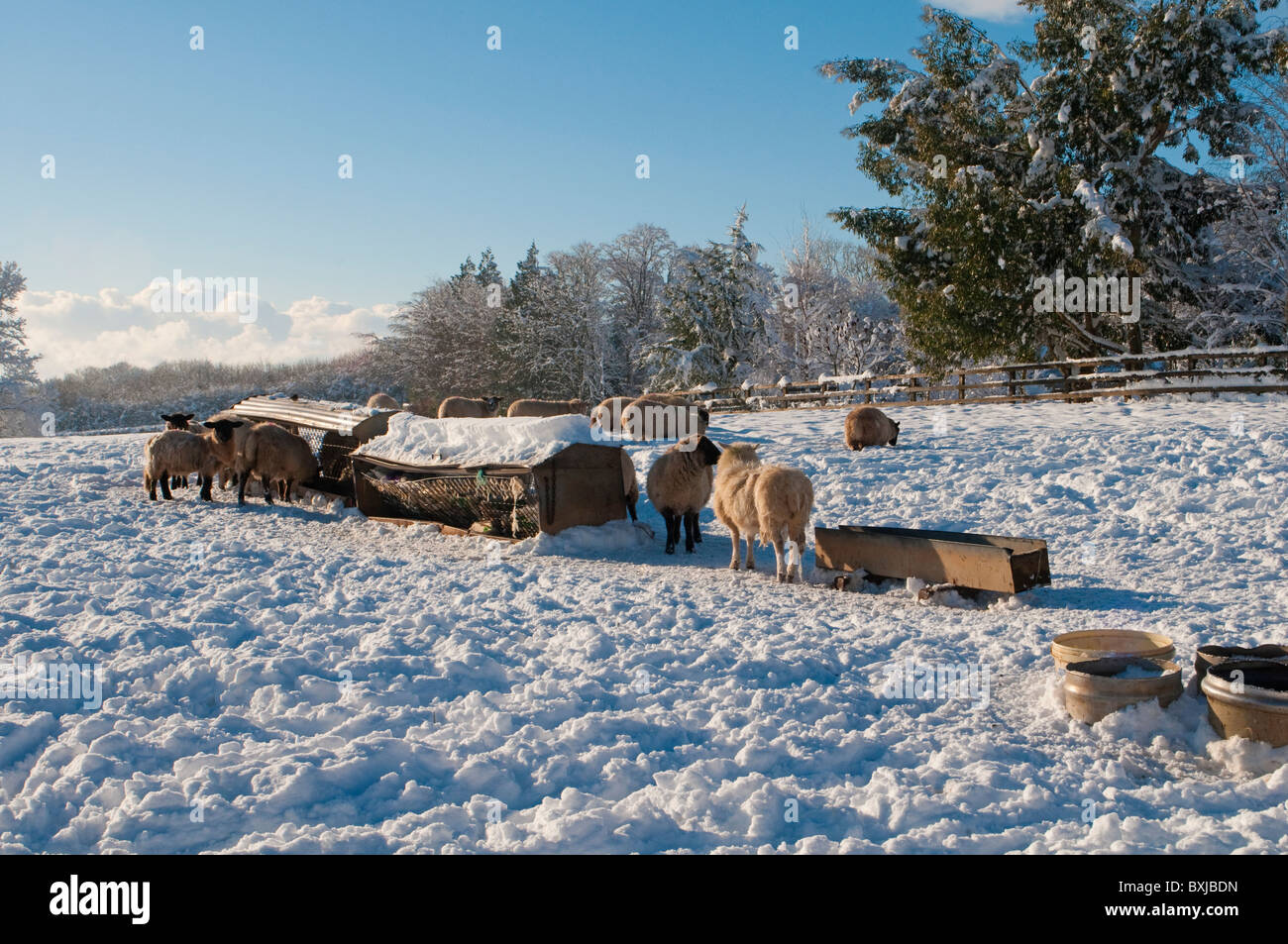 Schafe, die Fütterung in einem schneebedeckten Feld im Winter in Süd-Wales Stockfoto