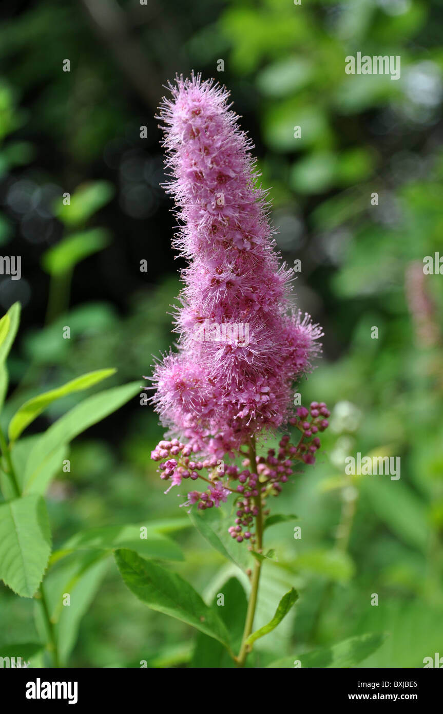 Schöne rosa Spirea Douglas in den französischen Bergen Stockfoto