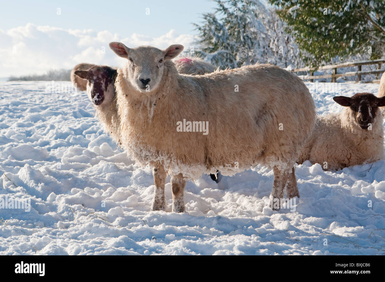 Schafe in einem schneebedeckten Feld im Winter in South Wales Stockfoto