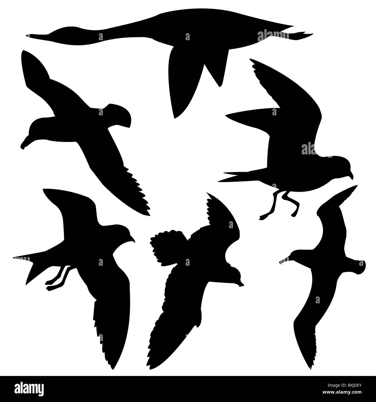 Vector Silhouette fliegende Vögel auf weißem Hintergrund Stockfoto