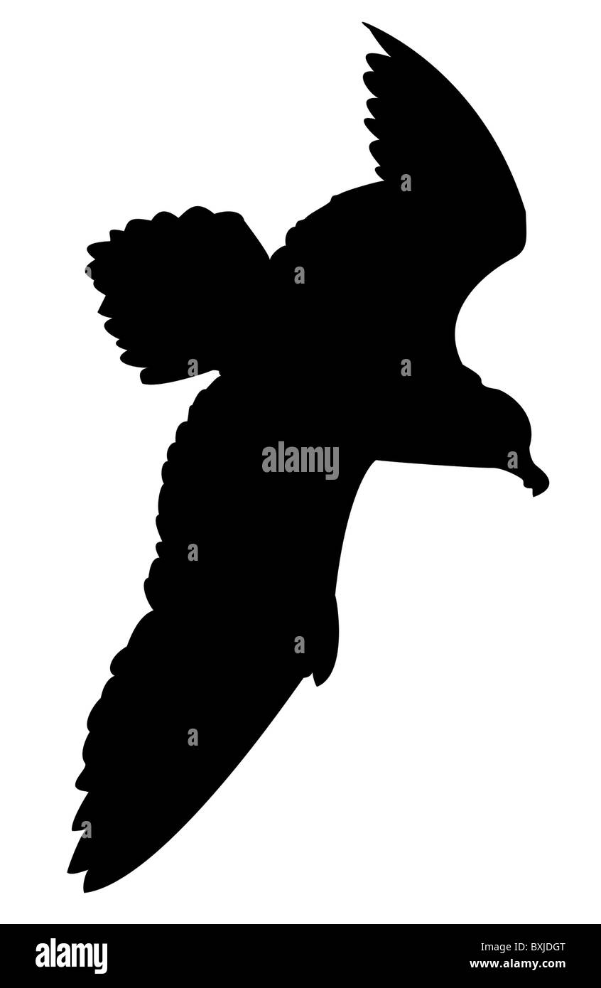 Vector Silhouette Möwe auf weißem Hintergrund Stockfoto