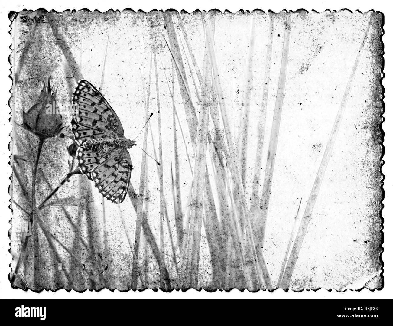 Grunge Blumenkarte Stockfoto