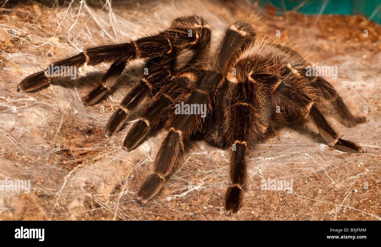 Große südamerikanische Vogelspinnen sitzen im Web, Vogel töten Spinne Stockfoto