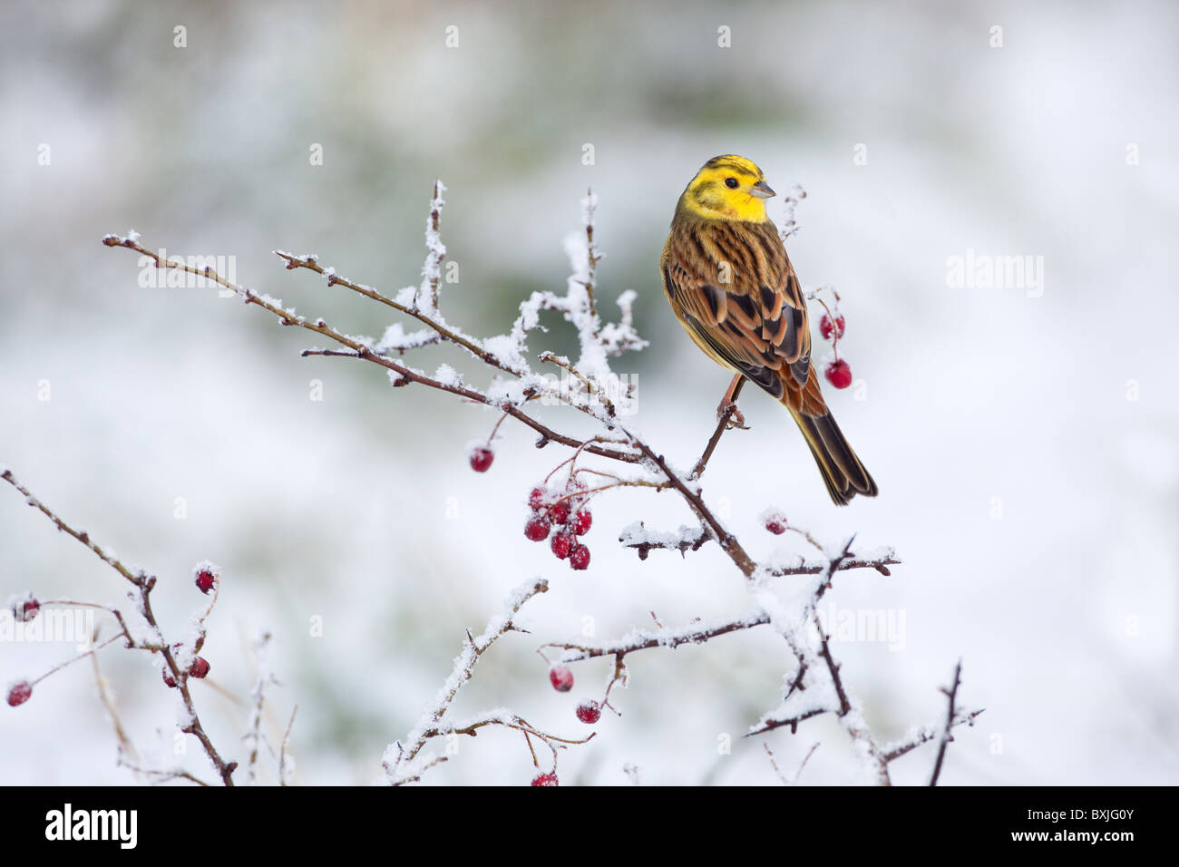 Die Goldammer wären Emberiza citrinella auf schneebedeckten Hecke im Winter Stockfoto