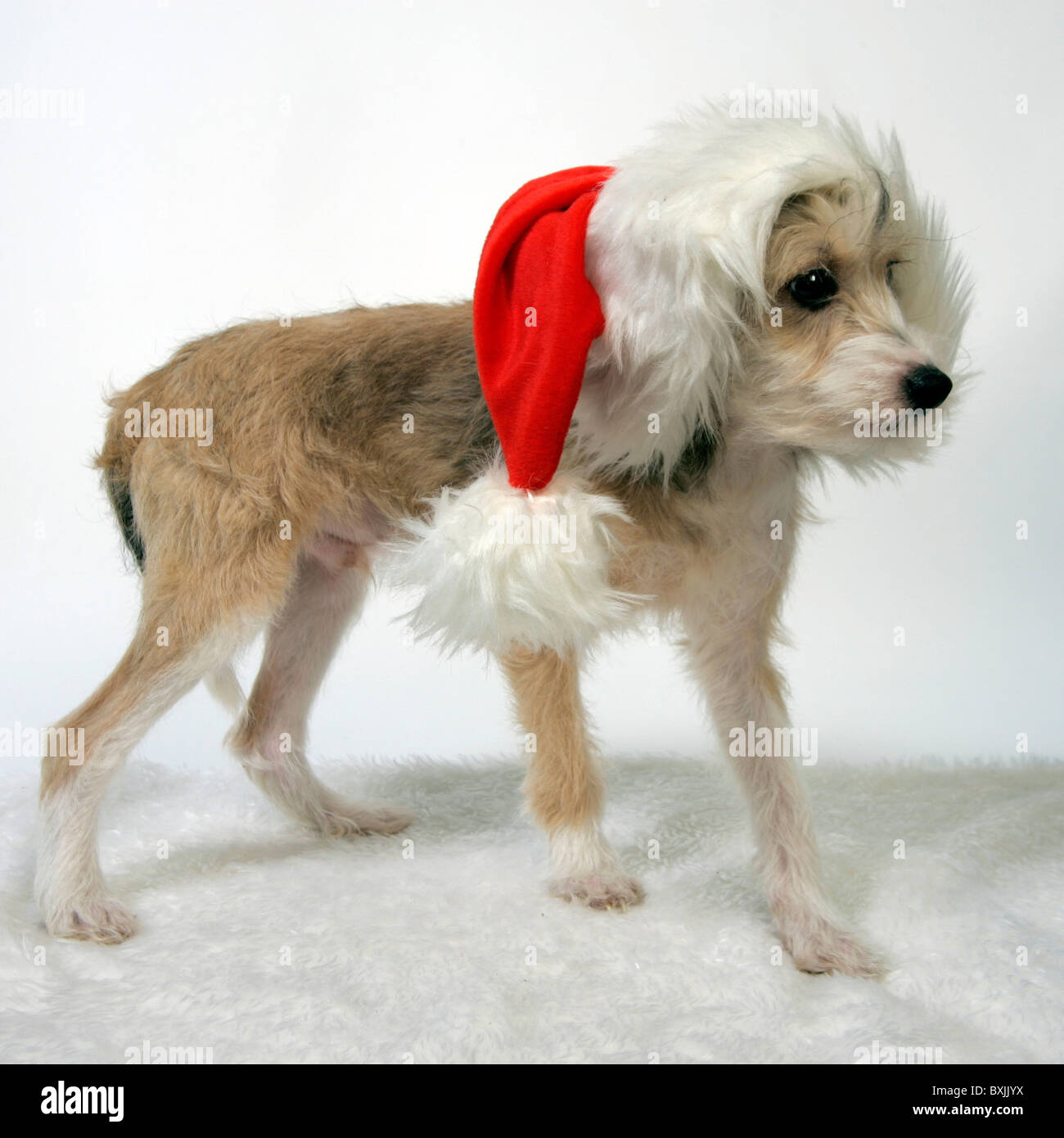 SANTA CLAUS WELPEN Stockfoto