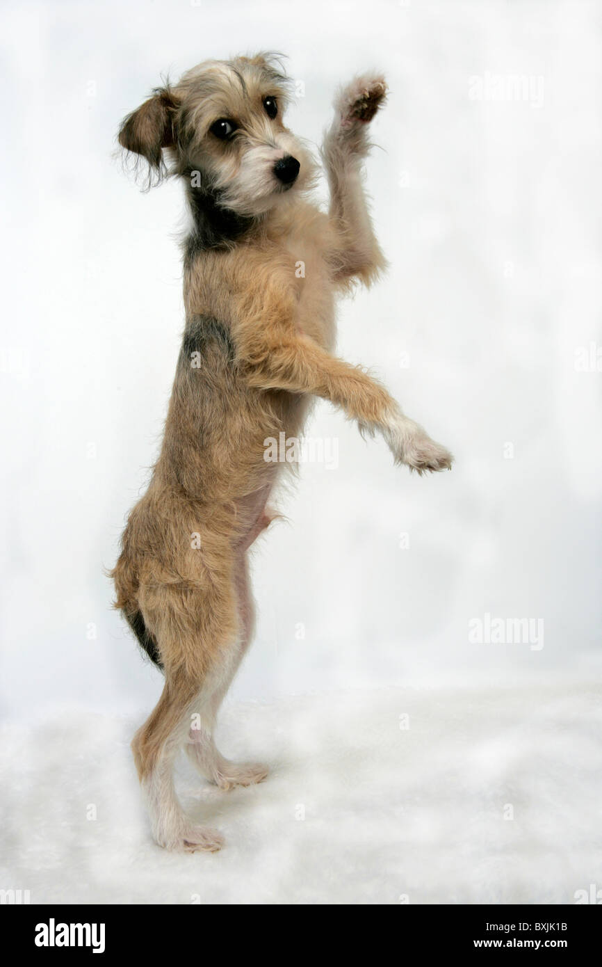 LUSTIGER HUND Stockfoto